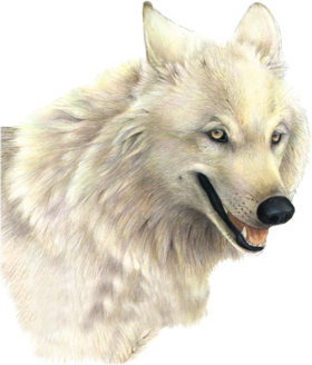 Wolf PNG-23178